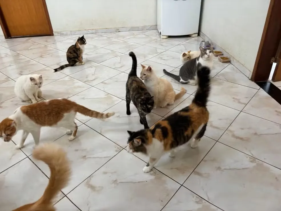 Após risco de despejo, casal com 104 gatos se muda com ajuda de vaquinha em Valinhos