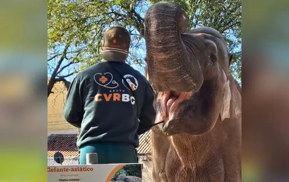 Elefante Sandro está no Zoológico de Sorocaba (SP) há 43 anos — Foto: Mariana Campos/Secom