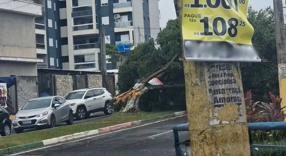 Árvore caiu após temporal em região próxima a Avenida Dom Aguirre, em Sorocaba (SP) — Foto: Júlia Martins/g1